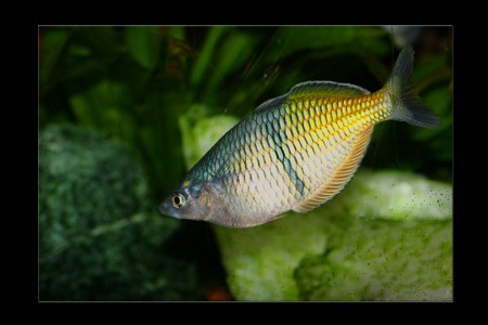 copyright R. Callewaert